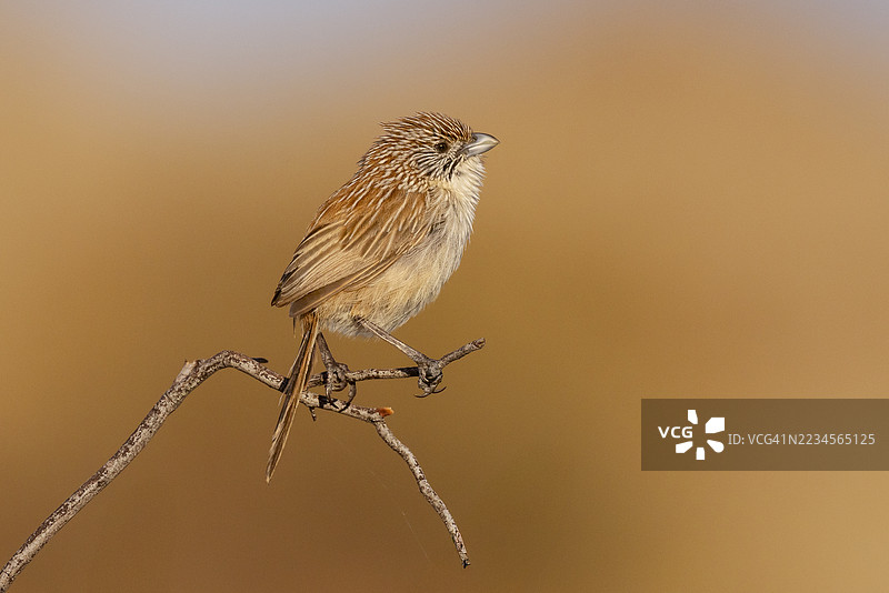 艾尔瑞安草雀，澳大利亚图片素材