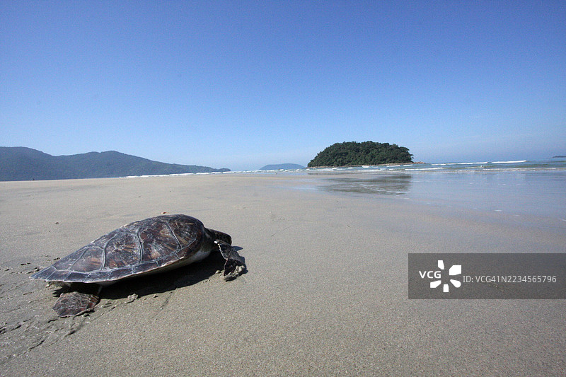 萨佩海滩上的海龟图片素材