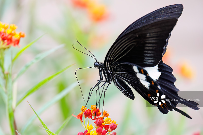 红色海伦蝶，学名Papilio helenus。燕尾蝶。正在吸食蓝花丹的花蜜。日本静冈县南伊豆町加茂地区中木港 - 2025年7月12日图片素材