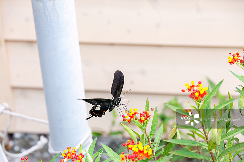 红色海伦蝶，学名Papilio helenus。燕尾蝶。正在吸食蓝花丹的花蜜。日本静冈县南伊豆町加茂地区中木港 - 2025年7月12日图片素材