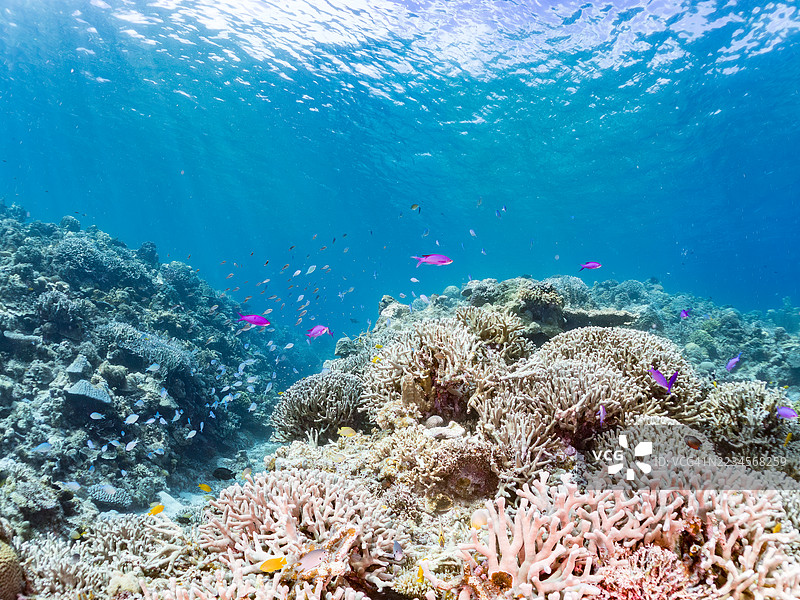 美丽的紫色女王鱼、紫水晶鱼、巴斯卡尔伪鲷、蓝绿小丑鱼、蓝绿铬鱼（Chromis viridis）等在奇妙的珊瑚礁中游弋。一群热带鱼。阿穆罗岛，泽麻岛，庆良间群岛，2025年。图片素材