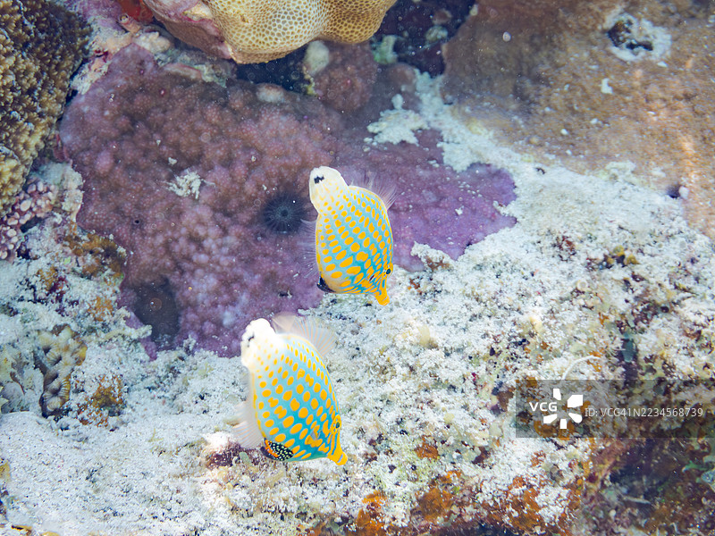 可爱的花斑海鳗，橙点海鳗（Oxymonacanthus longirostris）和其他美丽的珊瑚礁。热带鱼群。美丽的珊瑚礁和游泳的人们。Gahi岛，座间味岛，慶良間群岛，岛尻郡，2025年图片素材