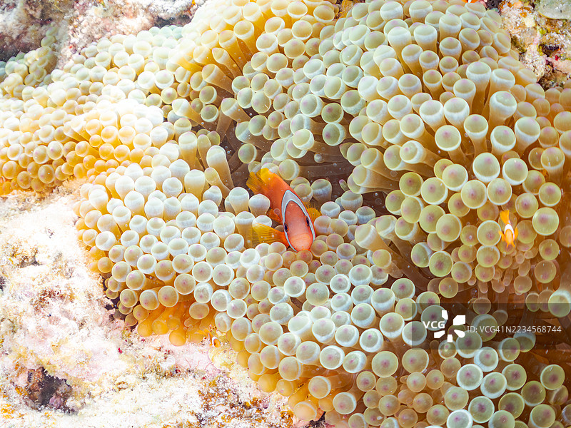 可爱的番茄小丑鱼（Amphiprion frenatus）和美丽的海葵以及其他生物在奇妙的珊瑚礁中。一群热带鱼。美丽的珊瑚礁和游泳的人们。Gahi岛，座间味岛，慶良間群岛，岛尻郡，2025年。图片素材