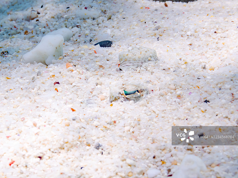 豹鲽，学名 Bothus pantherinus。一群热带鱼。美丽的珊瑚礁和游泳的人们。加比岛，座间味岛，慶良間群岛，岛尻郡，冲绳，日本 - 2025年6月29日图片素材