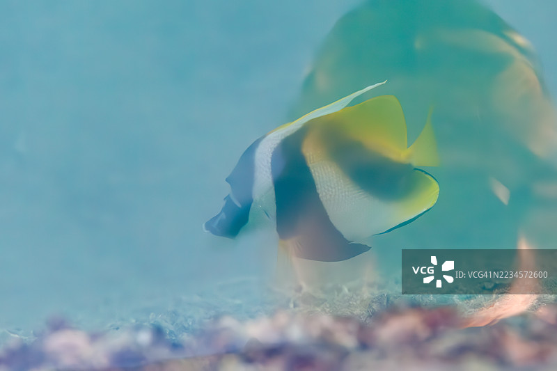 美丽的长鳍旗鱼(Pennant coralfish,Heniochus acuminatus)、浣熊蝴蝶鱼(Chaetodon lunula)在港口游泳。一群热带鱼。美丽的珊瑚礁和游泳的人们。座间味港,座间味岛,庆良间群岛,2025年。图片素材