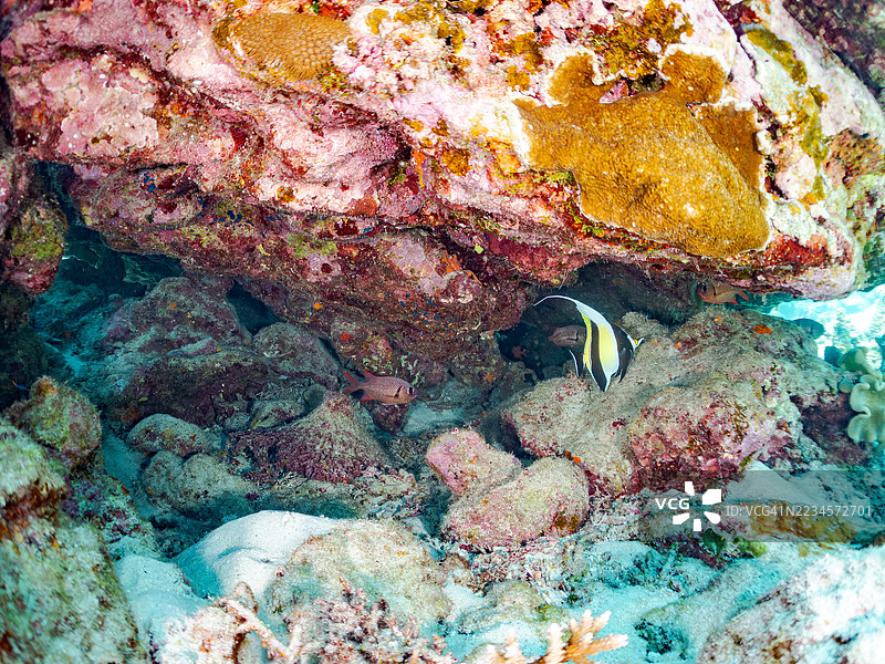 摩尔鱼，角鳍鱼，斑点眼士兵鱼，伯恩迪鱼。热带鱼群。美丽的珊瑚礁和游泳的人们。阿穆罗岛，座间味岛，庆良间群岛，岛尻郡，冲绳 - 2025年6月30日图片素材