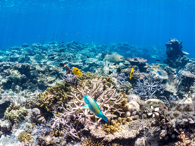 斑点狐面鱼，单斑刺尾鱼，蓝条鹦嘴鱼，戈班鹦嘴鱼，蓝绿小丑鱼，绿小丑鱼，蓝绿小丑鱼。一群热带鱼。美丽的珊瑚礁和游泳的人们。阿穆罗岛，座间味岛，庆良间群岛。图片素材
