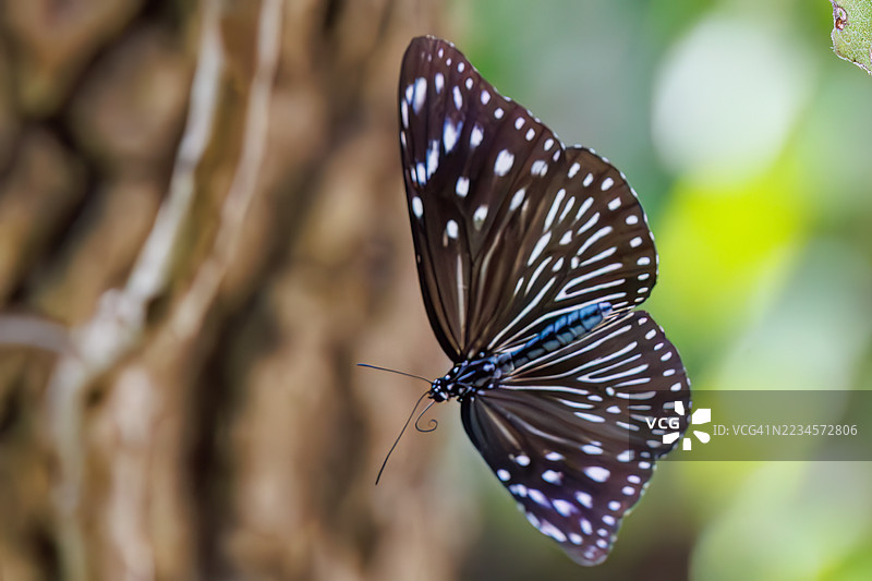 条纹蓝乌鸦，Euploea mulciber。蝴蝶。热带天堂般的偏远岛屿。座间味港，座间味岛，慶良間群岛，岛尻郡，冲绳 - 2025年6月30日图片素材
