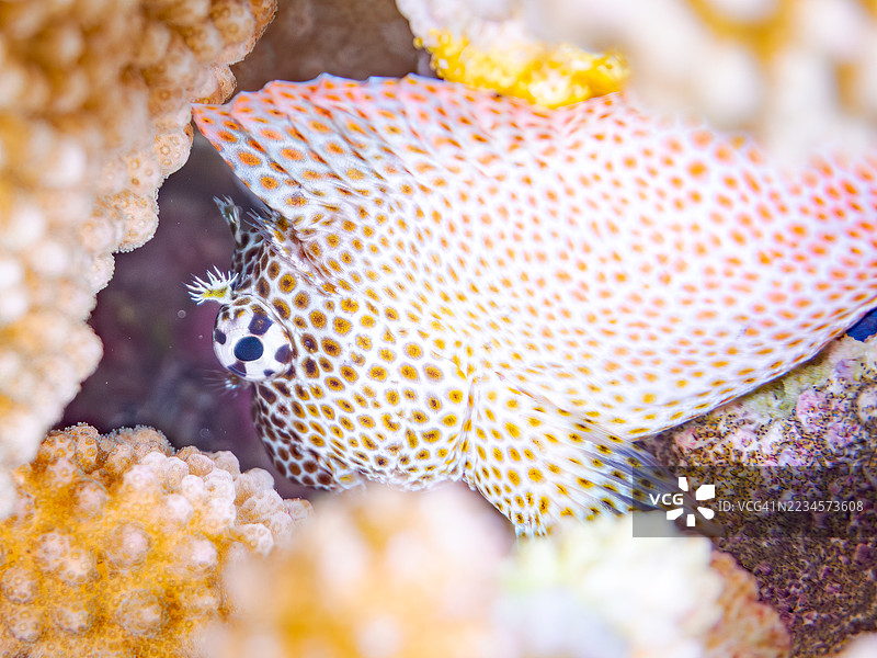 豹鳗鱼，Exallias brevis。一群热带鱼。美丽的珊瑚礁和游泳的人们。阿穆罗岛，座间味岛，庆良间群岛，岛尻郡，冲绳 - 2025年6月30日图片素材