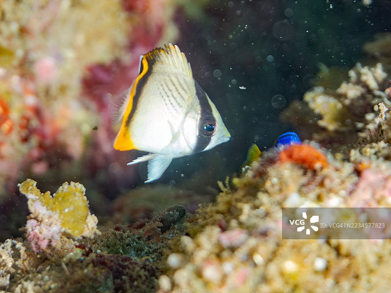 流浪蝴蝶鱼，学名Chaetodon Vagabundus，幼鱼。还有其他鱼类。鱼群。静冈县南伊豆中木港的平子海滩。- 2025年7月19日。图片素材