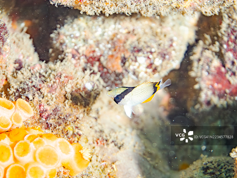流浪蝴蝶鱼，学名Chaetodon Vagabundus，幼鱼。还有其他鱼类。鱼群。平藏海滩，中木港，南伊豆，伊豆半岛，静冈县，日本。- 2025年7月19日。图片素材