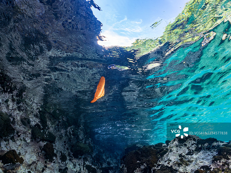 一群美丽的幼年圆形蝠鲼（Platax orbicularis）在水面游泳。还有其他鱼群。地点：静冈县南伊豆中木港的平藏海滩。- 2025年7月19日。图片素材