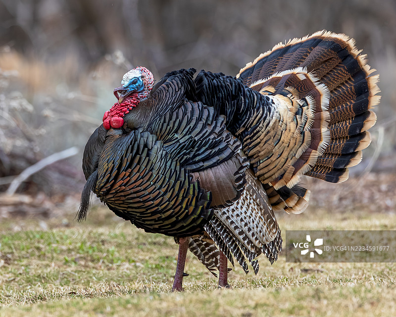 汤姆为爱而自信地走路图片素材