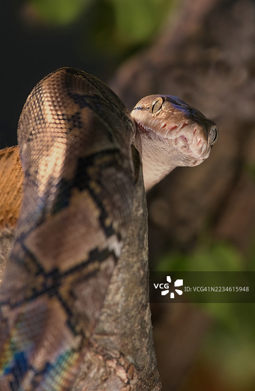 蛇的肖像图片素材