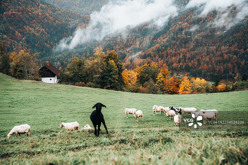 羊群在斯洛文尼亚的草地上吃草，背景是秋天的树叶和山脉。图片素材
