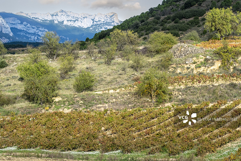西班牙拉里奥哈的葡萄园坡道，秋季树叶与山景相连，展现了葡萄种植与自然景观的独特身份。图片素材