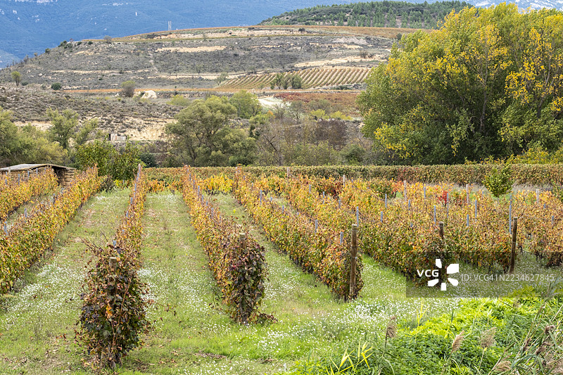 西班牙拉里奥哈的秋季葡萄园，五彩斑斓的树叶成排，反映了葡萄种植传统和葡萄酒文化图片素材
