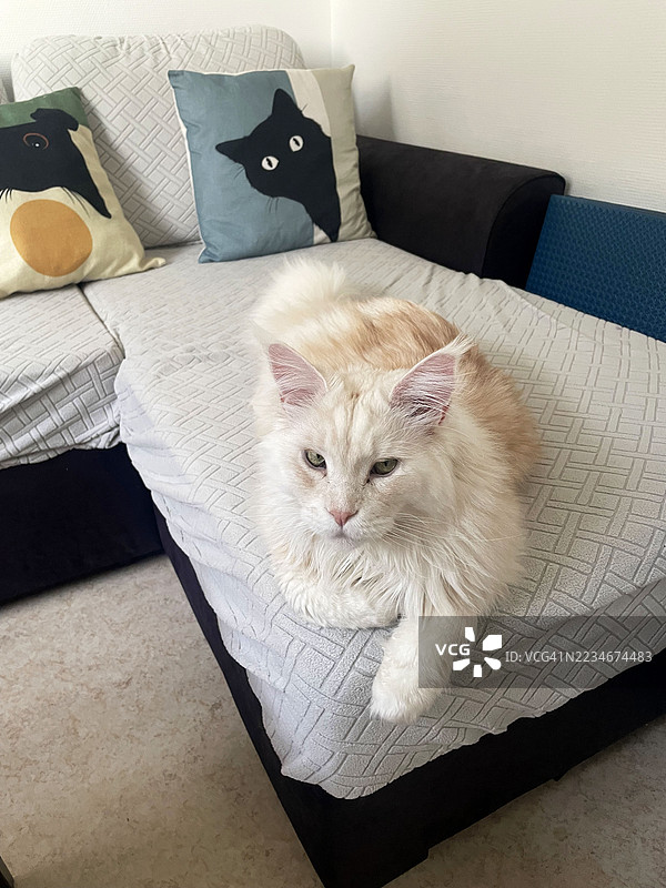 一只缅因猫的肖像，法国图片素材