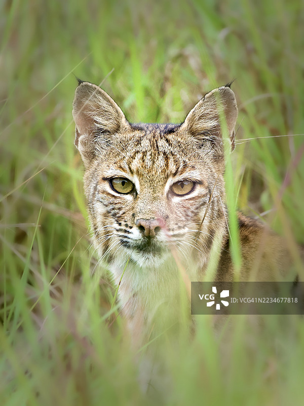 猫藏在高草丛中图片素材