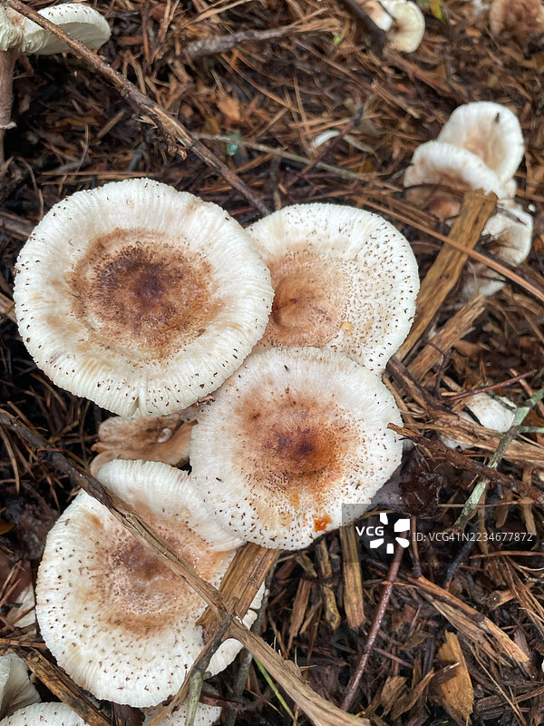 森林地面上生长的蘑菇特写镜头图片素材