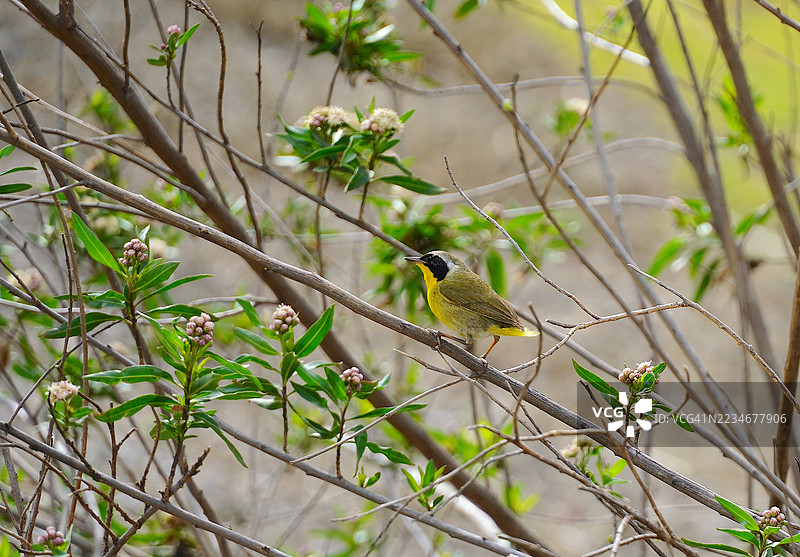 常见黄喉鹀栖息在自然栖息地的树枝上图片素材
