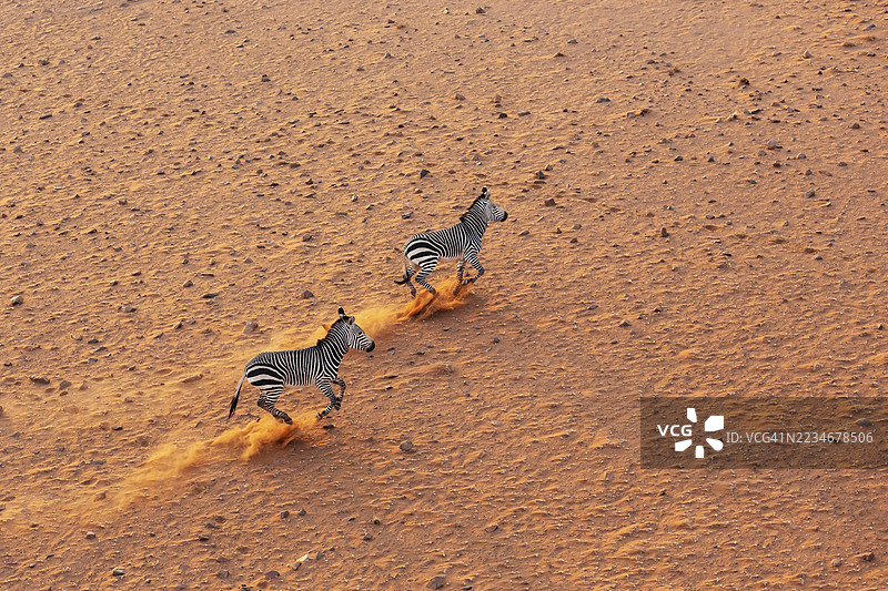 哈特曼山斑马（Equus zebra hartmannae）。在纳米布沙漠的沙质平原上。直升机俯瞰视角。纳米布-纳乌克鲁夫特公园，纳米比亚图片素材
