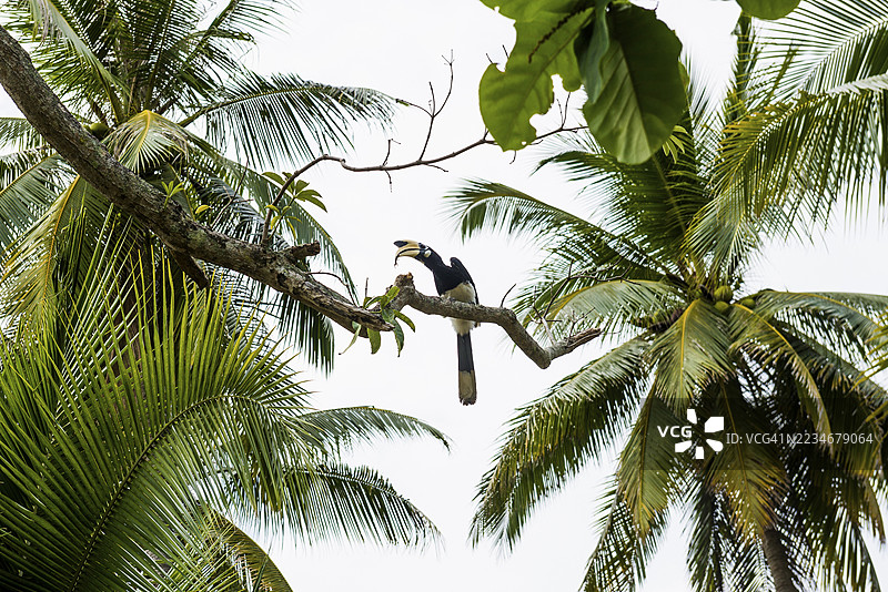 犀鸟与椰子树，珍珠海滩，考穆克岛，唐省，泰国南部，安达曼海，泰国图片素材