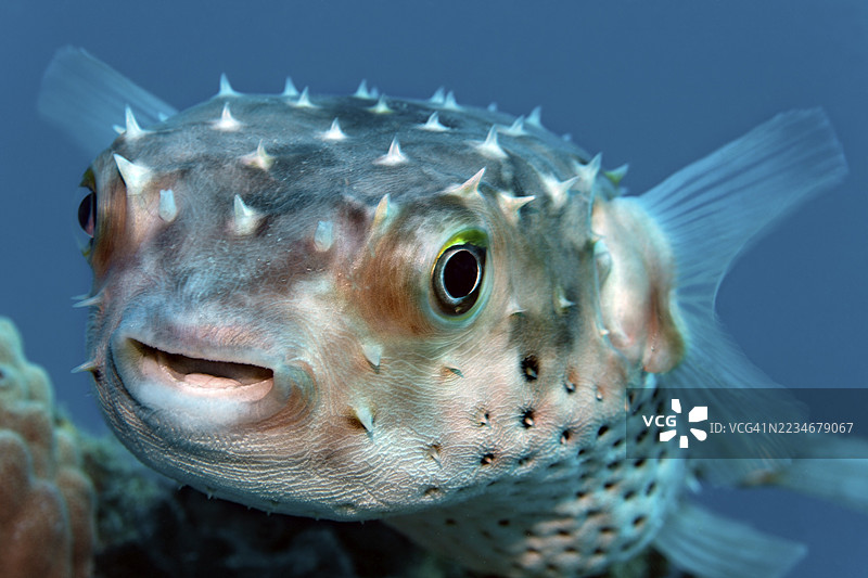 肖像，黄斑猪鱼（Cyclichthys spilostylus）在红海沙姆沙伊赫的珊瑚礁上游泳图片素材