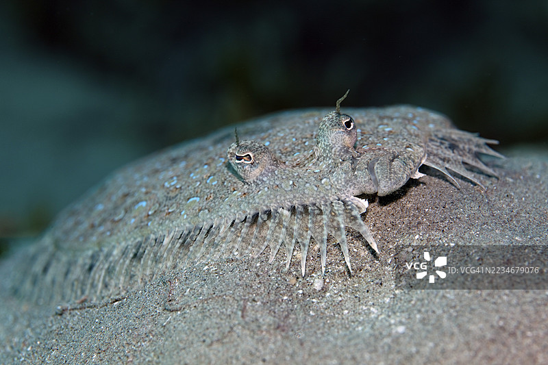 肖像，豹形比目鱼（Bothus pantherinus），躺在红海埃及的沙底上图片素材