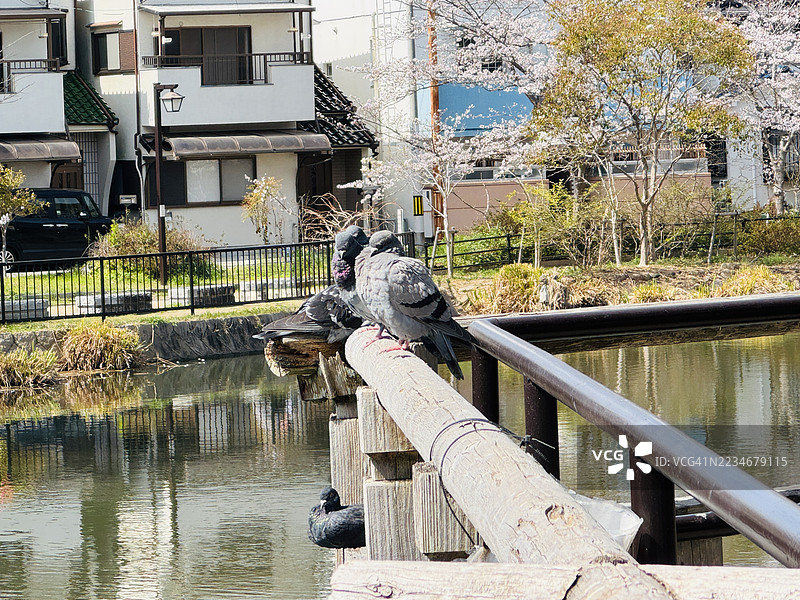 日本住宅区运河旁的木栅栏上栖息着鸽子图片素材