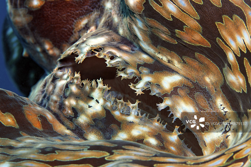 虹吸管，巨蛤（Tridacna gigas）的贻贝肉，红海，赫尔格达图片素材