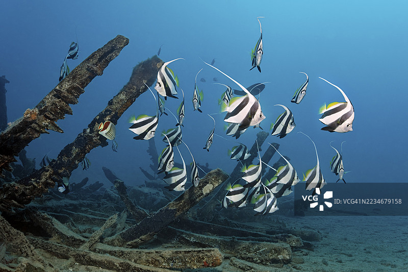 学校旗鱼（Heniochus diphreutes）在红海埃及萨法加港的一艘旧木船残骸中寻找庇护图片素材