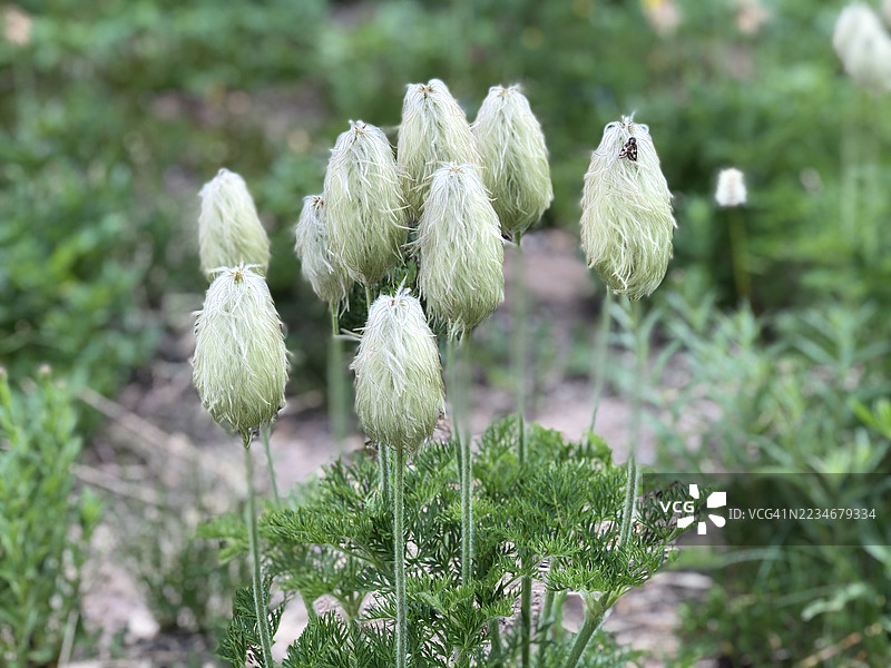 西方蒲公英花在田野中的特写图片素材
