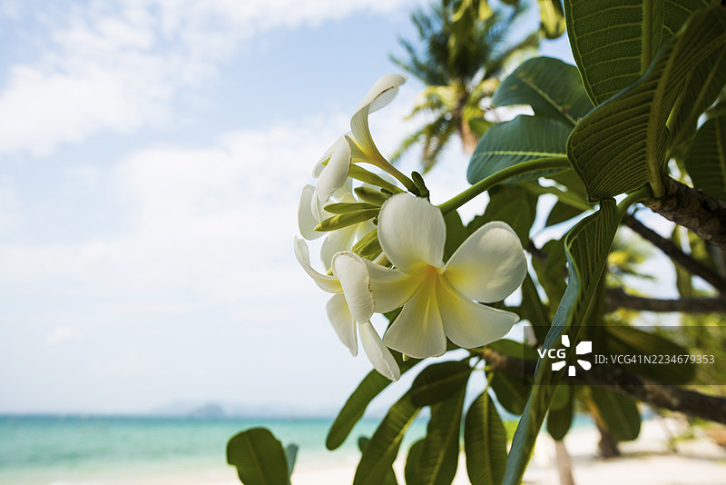 鸡蛋花，珍珠海滩，穆岛，董里府，泰国南部，安达曼海，泰国图片素材