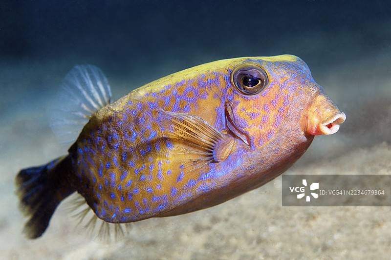 阿拉伯箱鱼或蓝尾箱鱼（Ostracion cyanurus）在埃及红海的沙底上游泳图片素材