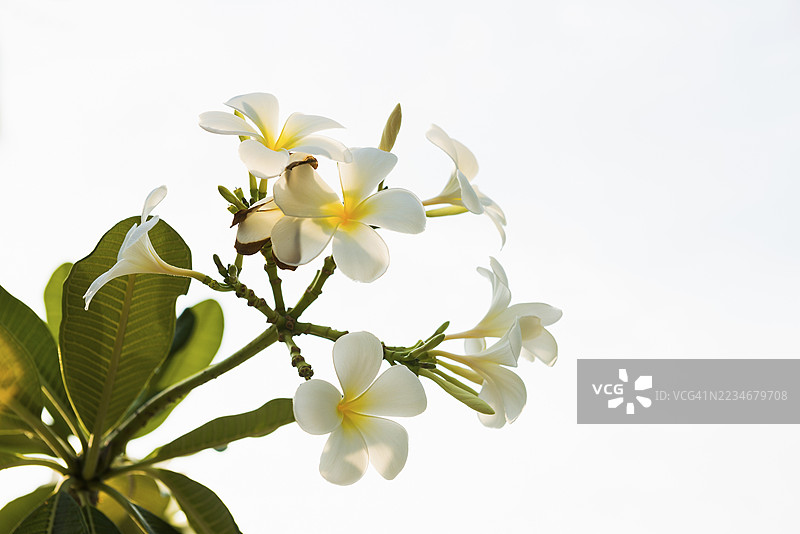 鸡蛋花，珍珠海滩，穆克岛，董里府，泰国南部，安达曼海，泰国图片素材