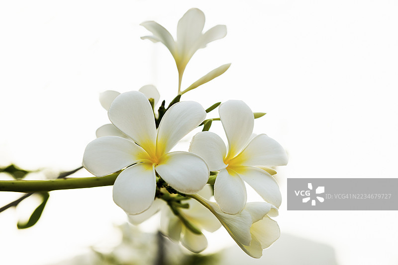 鸡蛋花，珍珠海滩，兰塔岛，董里府，泰国南部，安达曼海，泰国图片素材