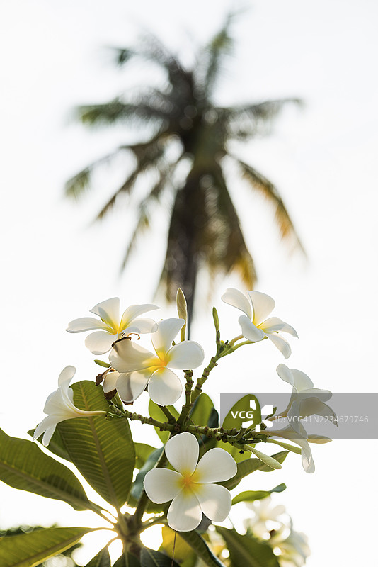 鸡蛋花，珍珠海滩，穆克岛，董里府，泰国南部，安达曼海，泰国图片素材