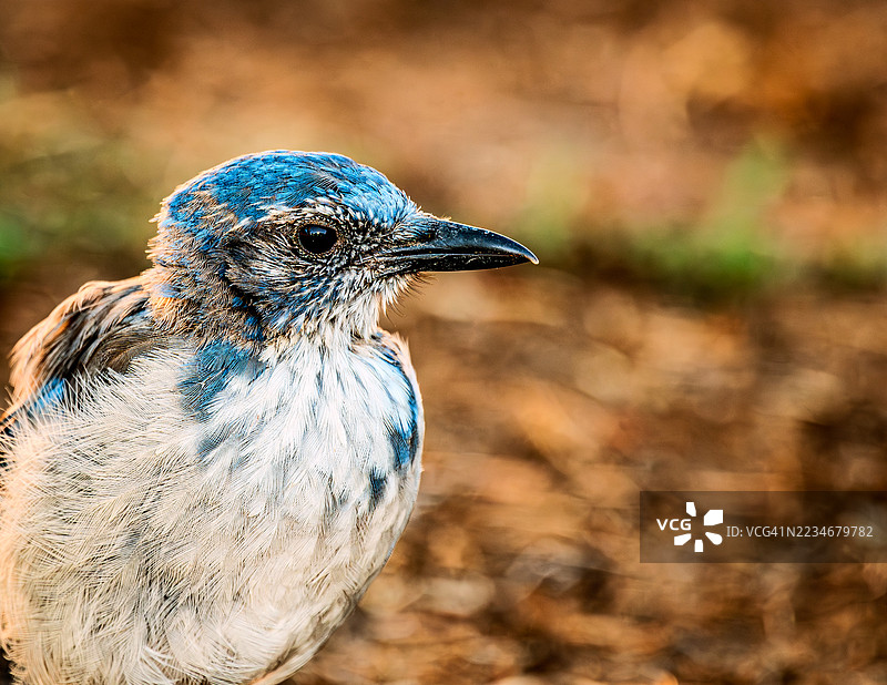 西部蓝松鸦特写，背景自然图片素材