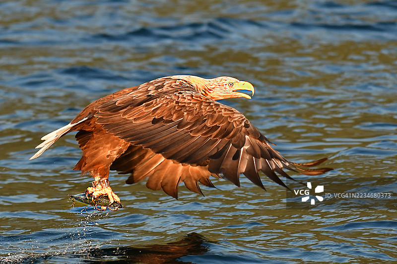 雄伟的鹰在水面滑翔图片素材