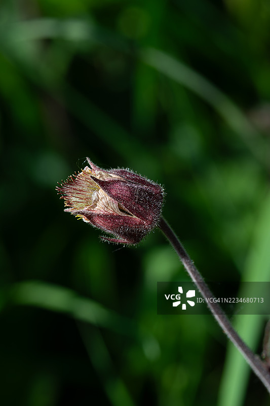 花园中金露梅花蕾的特写图片素材