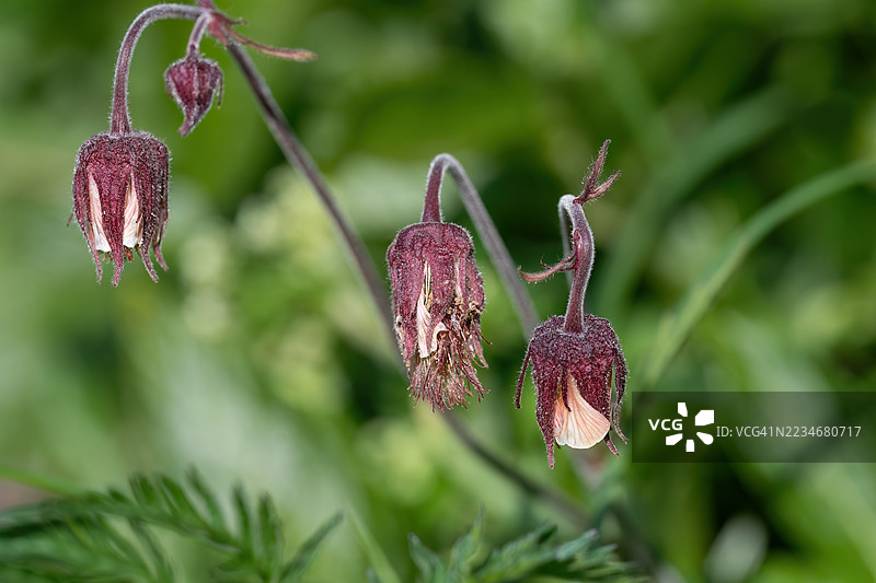 紫色鸢尾花盛开的特写镜头图片素材