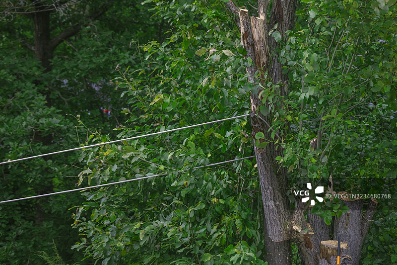 树木医生使用绳索修剪树枝 - 库存照片图片素材
