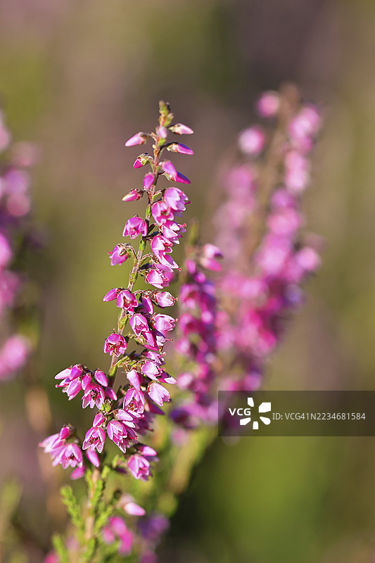 开花的石楠（Calluna vulgaris），石楠，特鲁帕赫自然保护区，锡根，北莱茵-威斯特法伦，德国图片素材