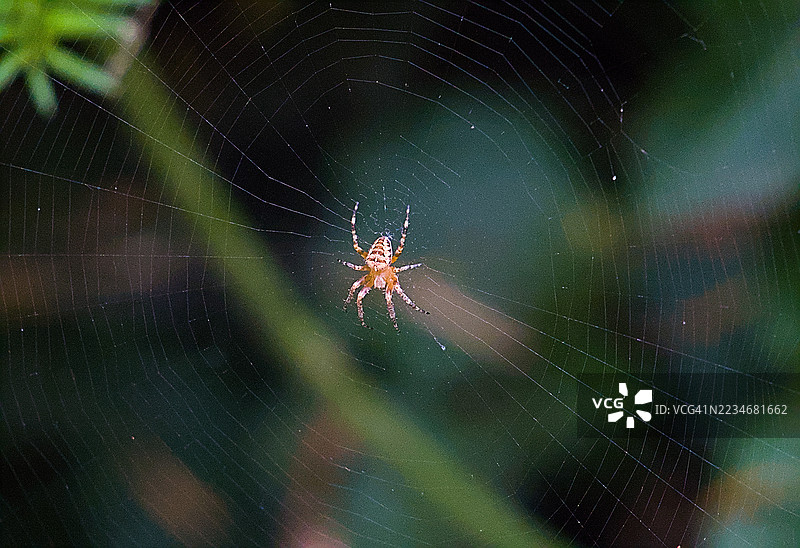花园中蜘蛛在其网上的特写镜头图片素材