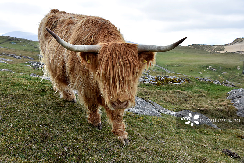 高地牛在风景如画的田野中吃草图片素材