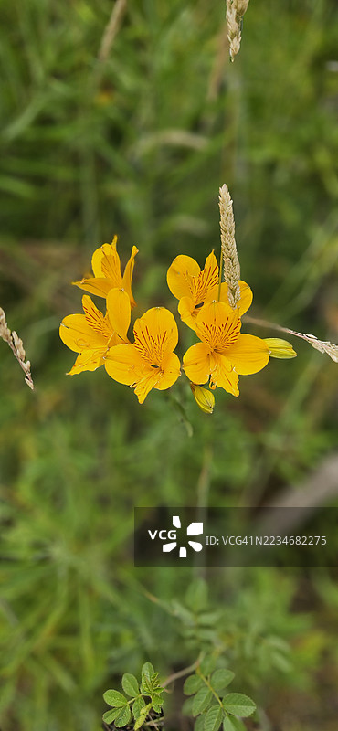 郁郁葱葱的绿色田野中鲜艳的黄色花朵特写图片素材