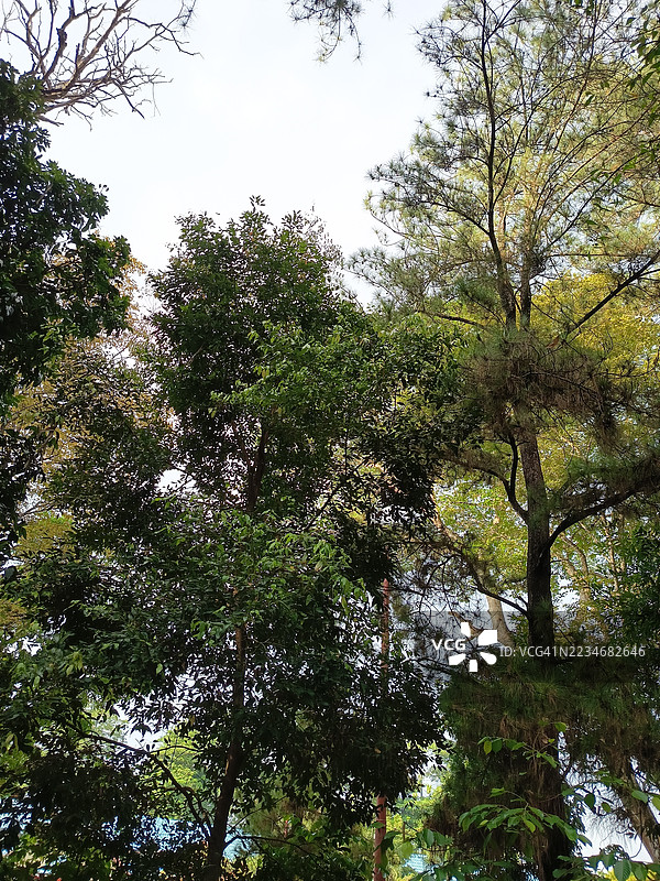 郁郁葱葱的绿树映衬着晴朗的天空图片素材