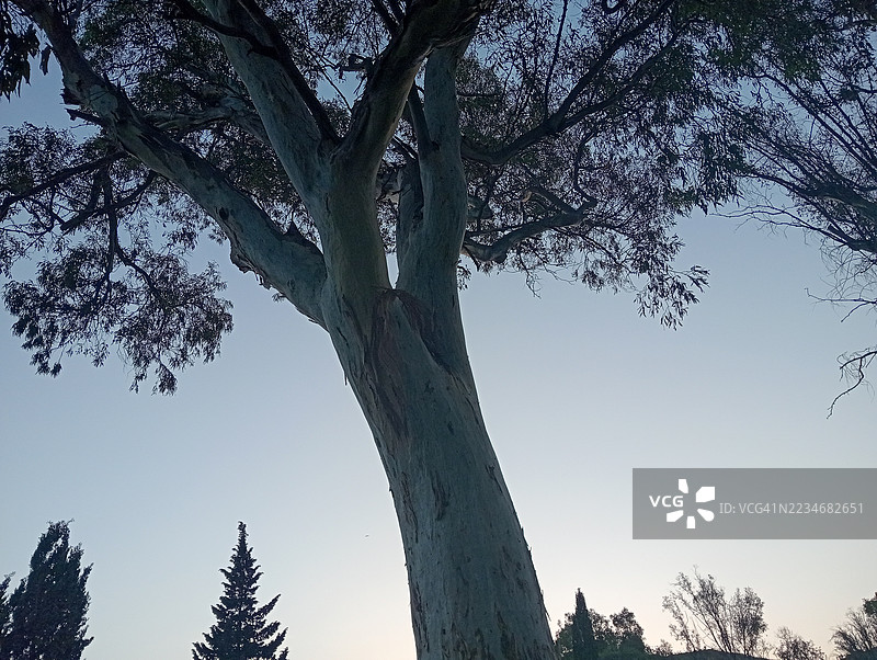 黄昏时分，雄伟的树木在晴朗的天空中投下剪影图片素材