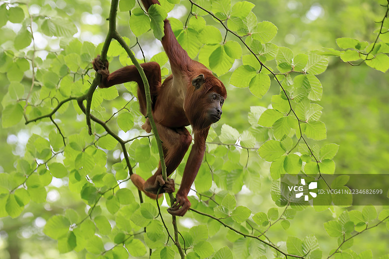 委内瑞拉红吼猴（Alouatta seniculus），成年雄性，攀爬树木，警觉，南美洲图片素材